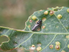 Passaloecus