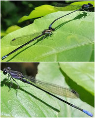 Argia ulmeca