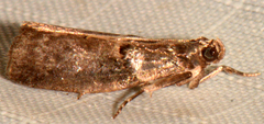 Acrobasis caryae