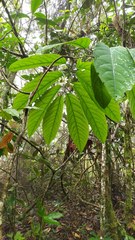 Passiflora arborea