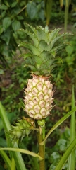 Ananas comosus microstachys