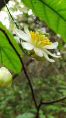 Passiflora arborea