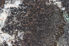 Montanelia sorediata