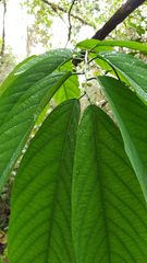 Passiflora arborea