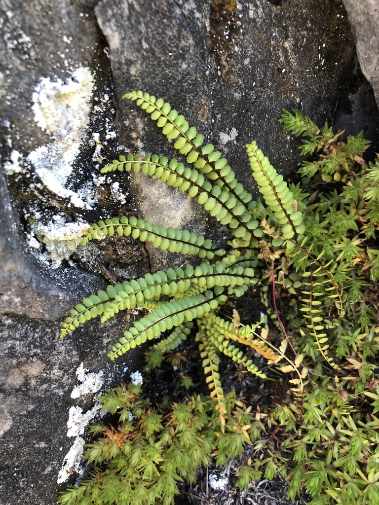 adulterated spleenwort