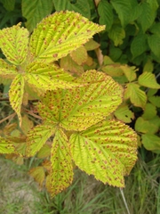 Phragmidium violaceum