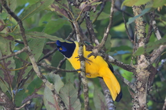 Cyanocorax yncas yncas