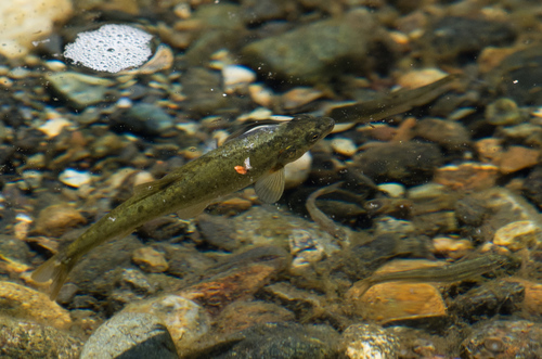 Klamath Speckled Dace