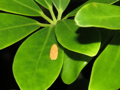 Paralithosia shaowuica