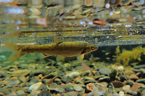 Foskett Speckled Dace