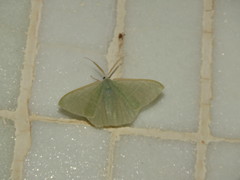 Pelagodes antiquadraria