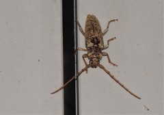Enaphalodes rufulus