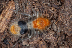 Sphaeropthalma marpesia