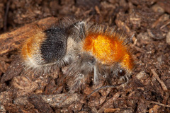 Sphaeropthalma marpesia