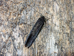 Elatobia