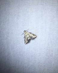Eoparargyractis