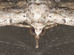 Eupithecia placidata