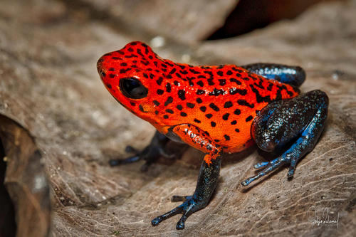 Strawberry Poison Dart Frog, photo 10 of 10