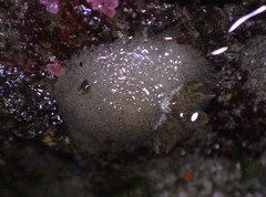 Acanthodoris rhodoceras image