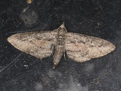 Eupithecia placidata