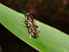 Xylota amamiensis