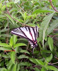 Protographium epidaus epidaus
