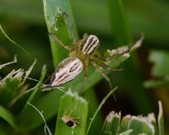 Syndelphax pseudoseminigra