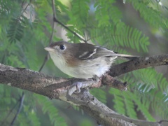 Vireo bairdi