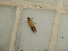 Piesmopoda semilutea