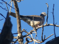 Streptopelia chinensis