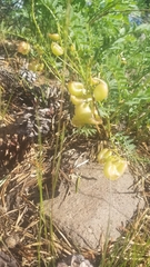Astragalus bolanderi