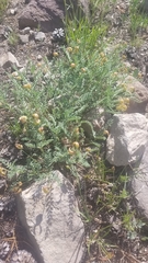 Astragalus bolanderi