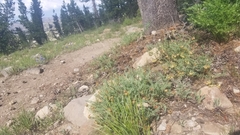 Astragalus bolanderi