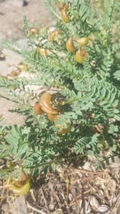 Astragalus bolanderi