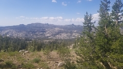 Astragalus bolanderi