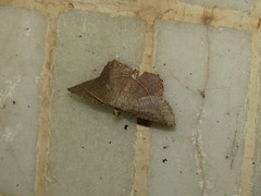Plesiomorpha flaviceps