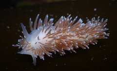 Cuthona divae