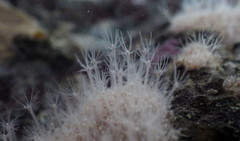 Cuthona divae