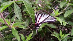 Protographium epidaus epidaus