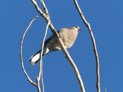 Streptopelia chinensis