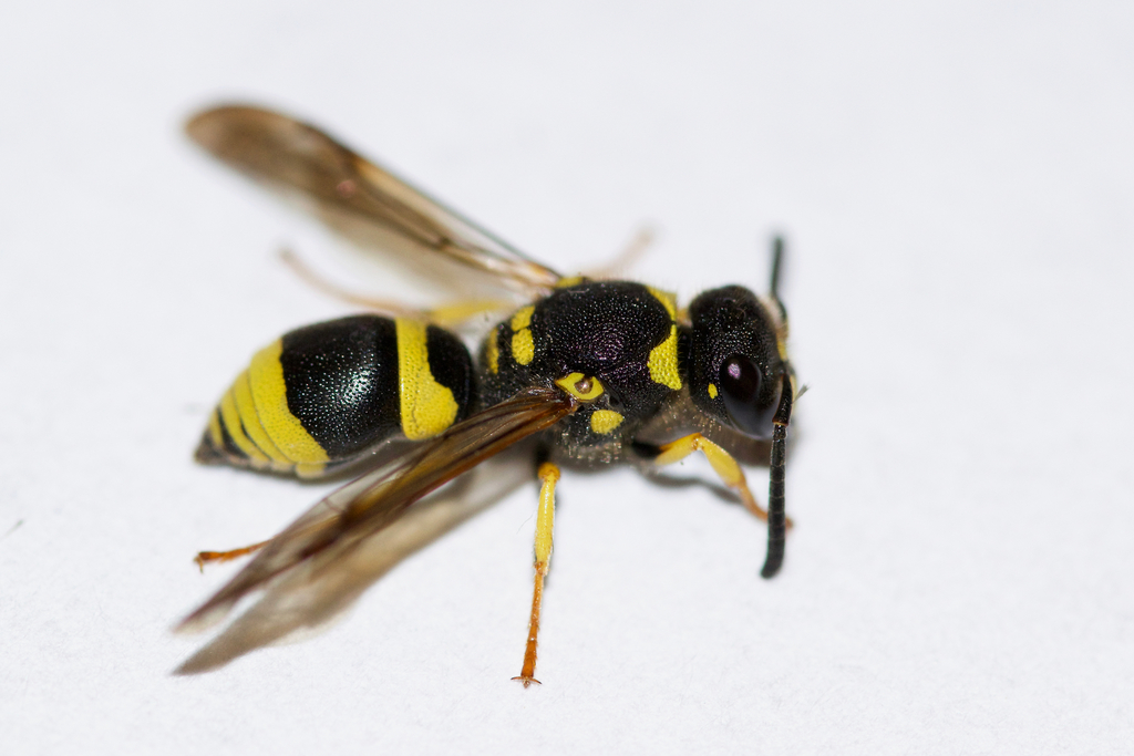 Ancistrocerus