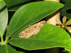 Psilalcis galsworthyi