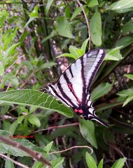 Protographium epidaus epidaus