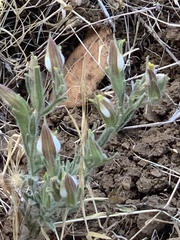 Cordylanthus pilosus