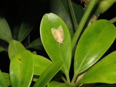 Schistophleps bipuncta