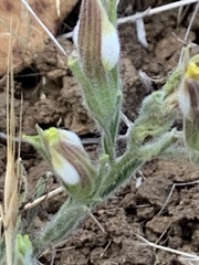 Cordylanthus pilosus