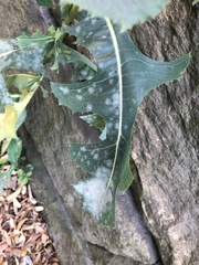 Golovinomyces sonchicola