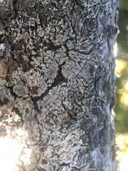 Hypogymnia rugosa