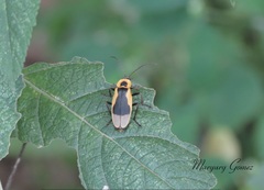 Chauliognathus distinguendus