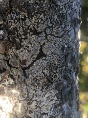 Hypogymnia rugosa
